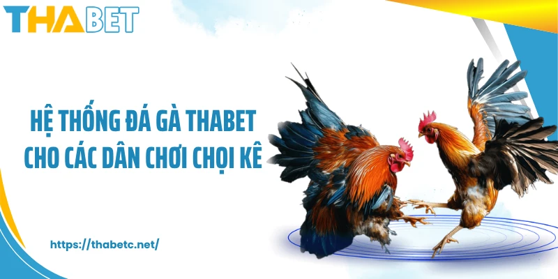 Hệ thống đá gà THABET cho các dân chơi chọi kê