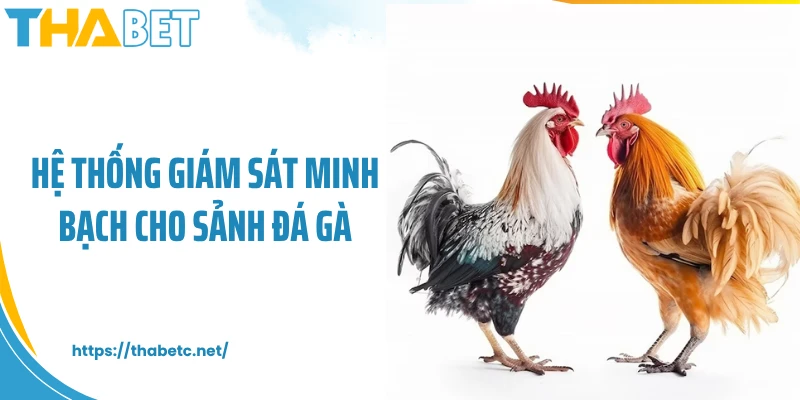 Hệ thống giám sát minh bạch cho sảnh đá gà